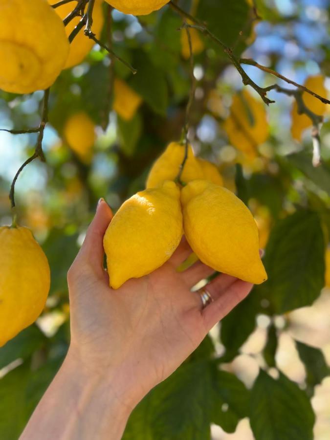 Tenuta Di Leva Piano di Sorrento Zewnętrze zdjęcie